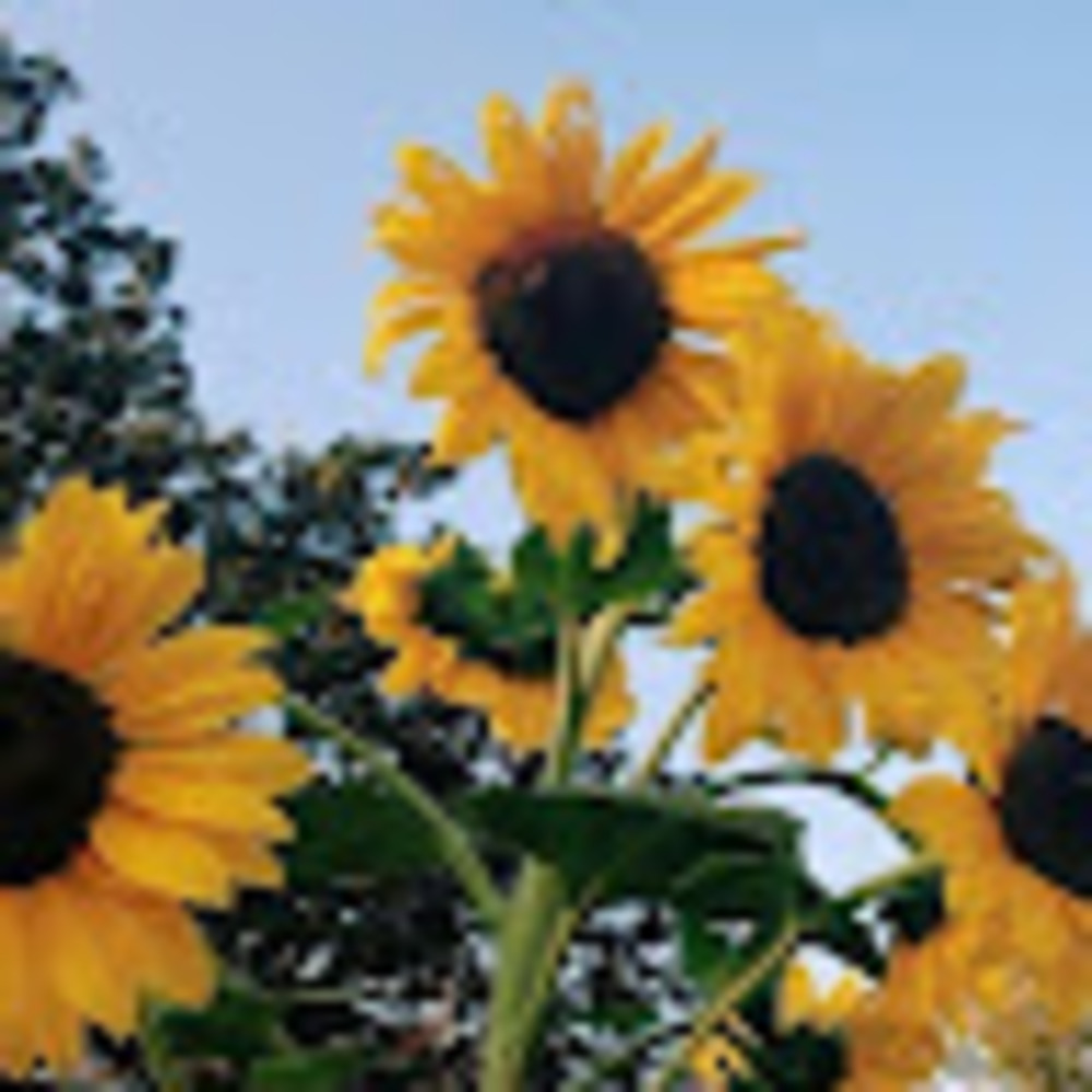 Meet your Posher, Angel